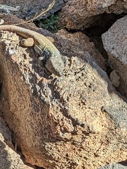 Gallotia galloti