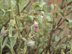 Hermannia tomentosa