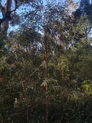 Eucalyptus apiculata