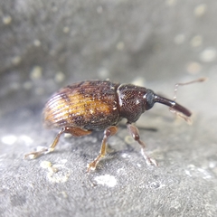 Curculionoidea