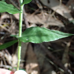 Commelina cyanea