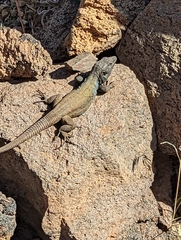 Gallotia galloti