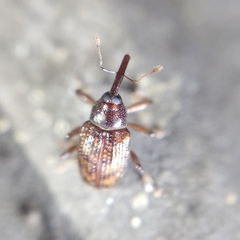 Curculionoidea