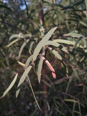 Eucalyptus apiculata