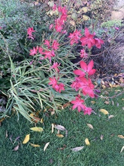 Hesperantha coccinea