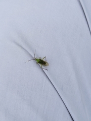 Hyalopeplus spinosus