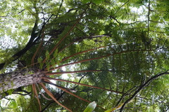 Cyathea glauca