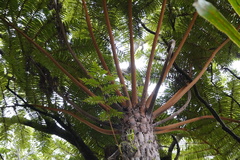 Cyathea glauca