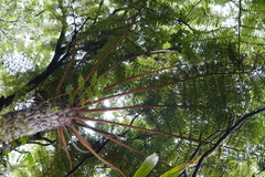 Cyathea glauca
