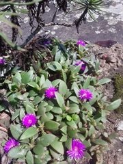 Delosperma abbottii