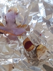 Cortinarius cedretorum