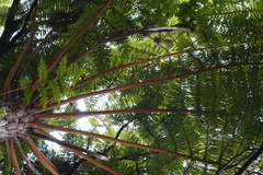 Cyathea glauca