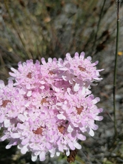 Pseudoselago spuria