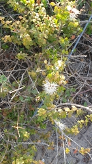 Kunzea pomifera