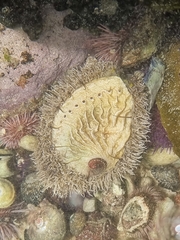 Haliotis midae