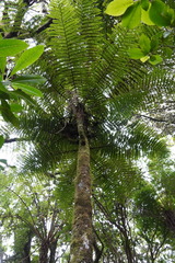Alsophila borbonica