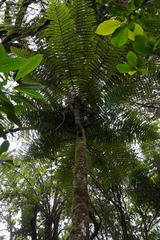 Alsophila borbonica