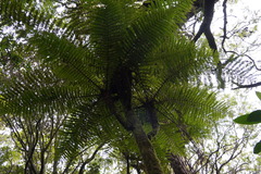 Alsophila borbonica