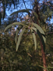 Eucalyptus apiculata