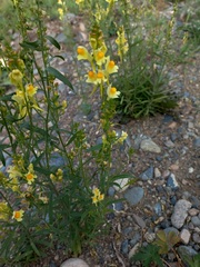 Linaria acutiloba