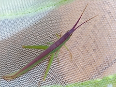 Gonista bicolor