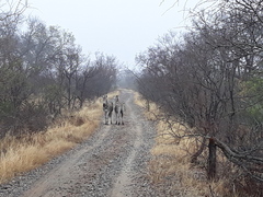 Equus quagga chapmani