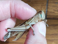 Patanga japonica