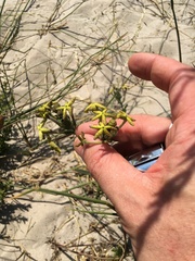 Lyperia lychnidea