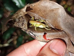 Gryllacrididae