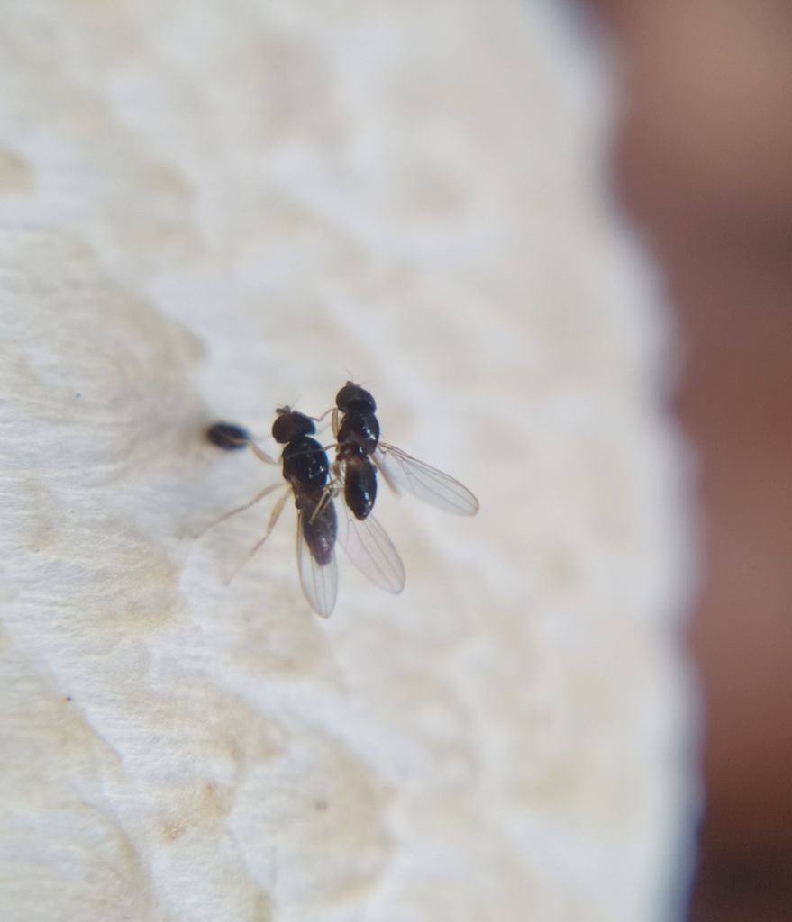 Leiomyza dudai