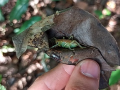 Gryllacrididae