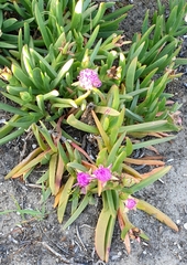 Carpobrotus rossii