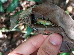Gryllacrididae