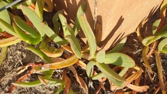 Carpobrotus rossii