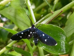 Amata longipes