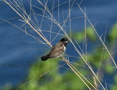 Spermestes cucullata