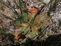 Arctopus echinatus