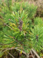 Pinus mugo