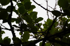 Monimia rotundifolia image