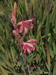 Watsonia meriana