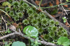 Rosulabryum