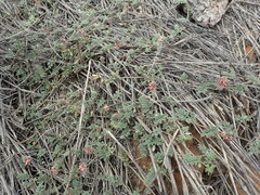 Indigofera alternans