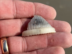 Semicassis granulata