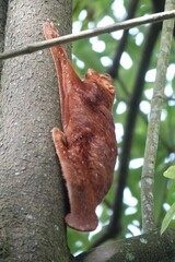 Galeopterus variegatus