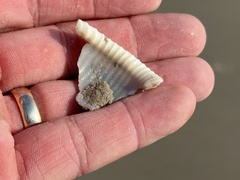 Semicassis granulata