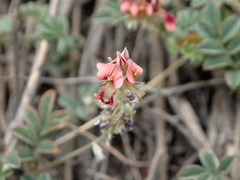 Indigofera alternans