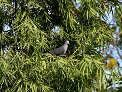 Columba malherbii