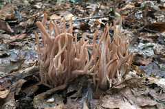 Clavaria rubicundula