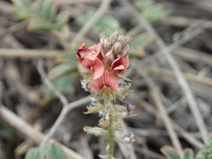 Indigofera alternans