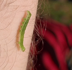 Chrysodeixis chalcites